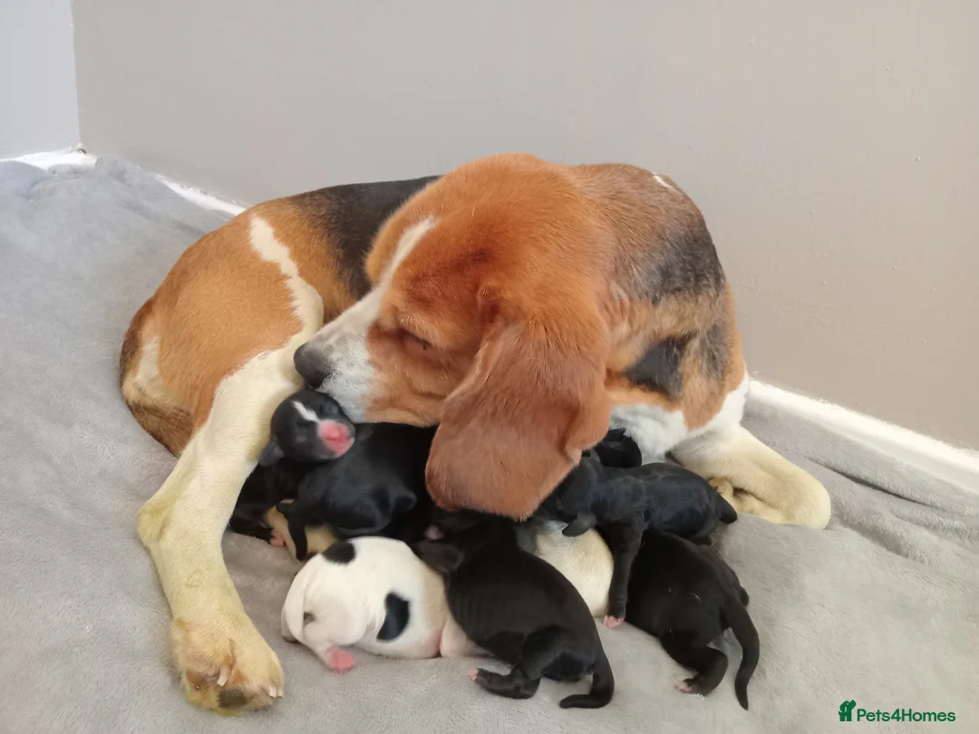Mixed Breed dogs for sale: Beaglepoo Pups in Caerphilly - Advert 1