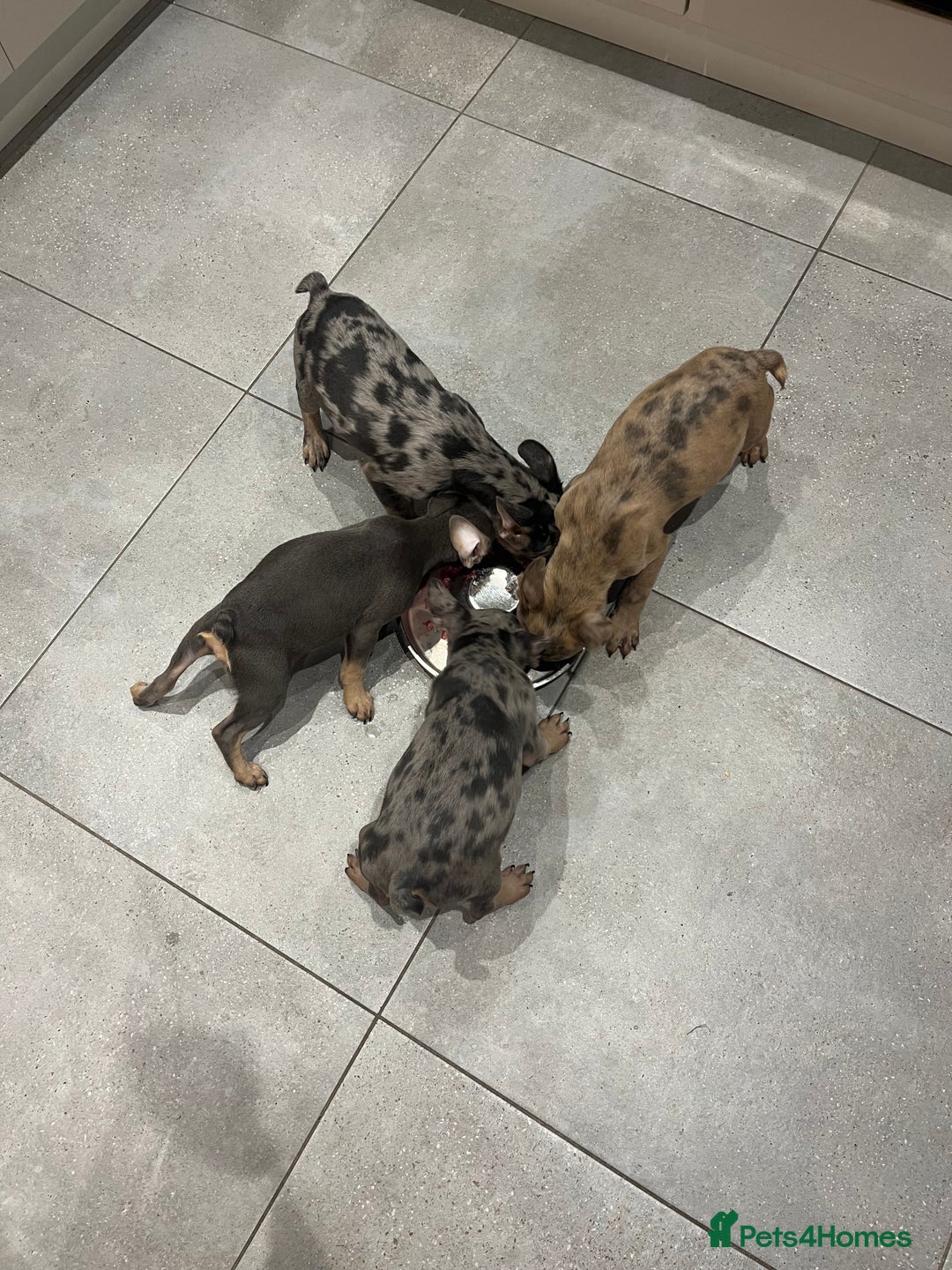 French Bulldog dogs for sale: Multi Coloured Merle French Bulldog Pups  - Advert 7