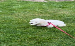 Maltese dogs for sale: Puppy - Image 10