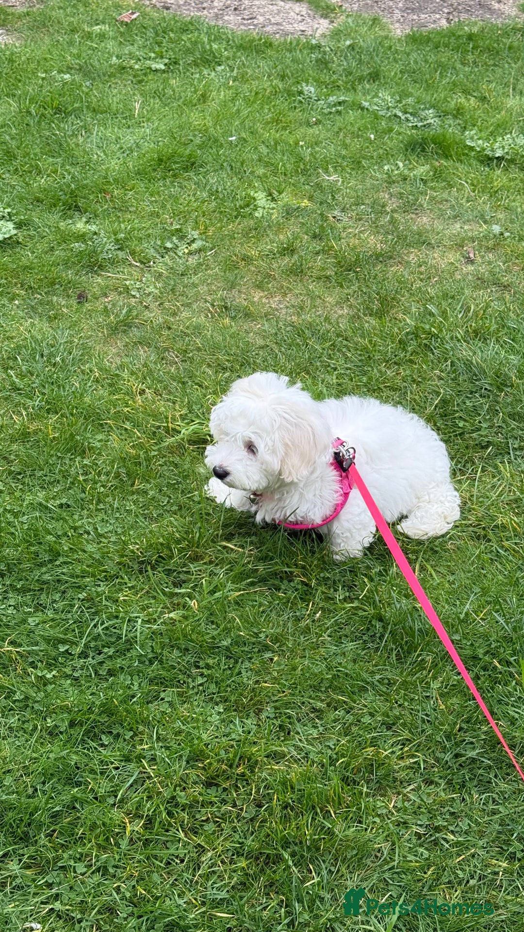 Maltese dogs for sale: Puppy - Image 10