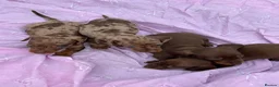 Miniature Dachshund dogs for sale: Puppies - Advert 5