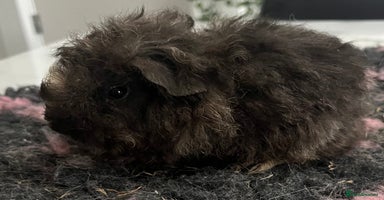 Guinea Pig rodents Gorgeous baby Guinea pigs available.  - Advert 8