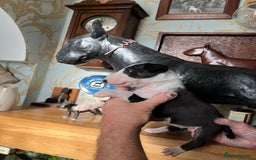 English Bull Terrier dogs for sale: English bulterrier puppies  - Image 8