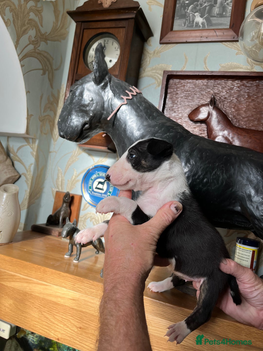 English Bull Terrier dogs for sale: English bulterrier puppies  - Image 8