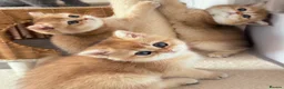 British Shorthair cats for sale: Exception quality,Champion bloodlines GCCF/TICA  - Advert 1