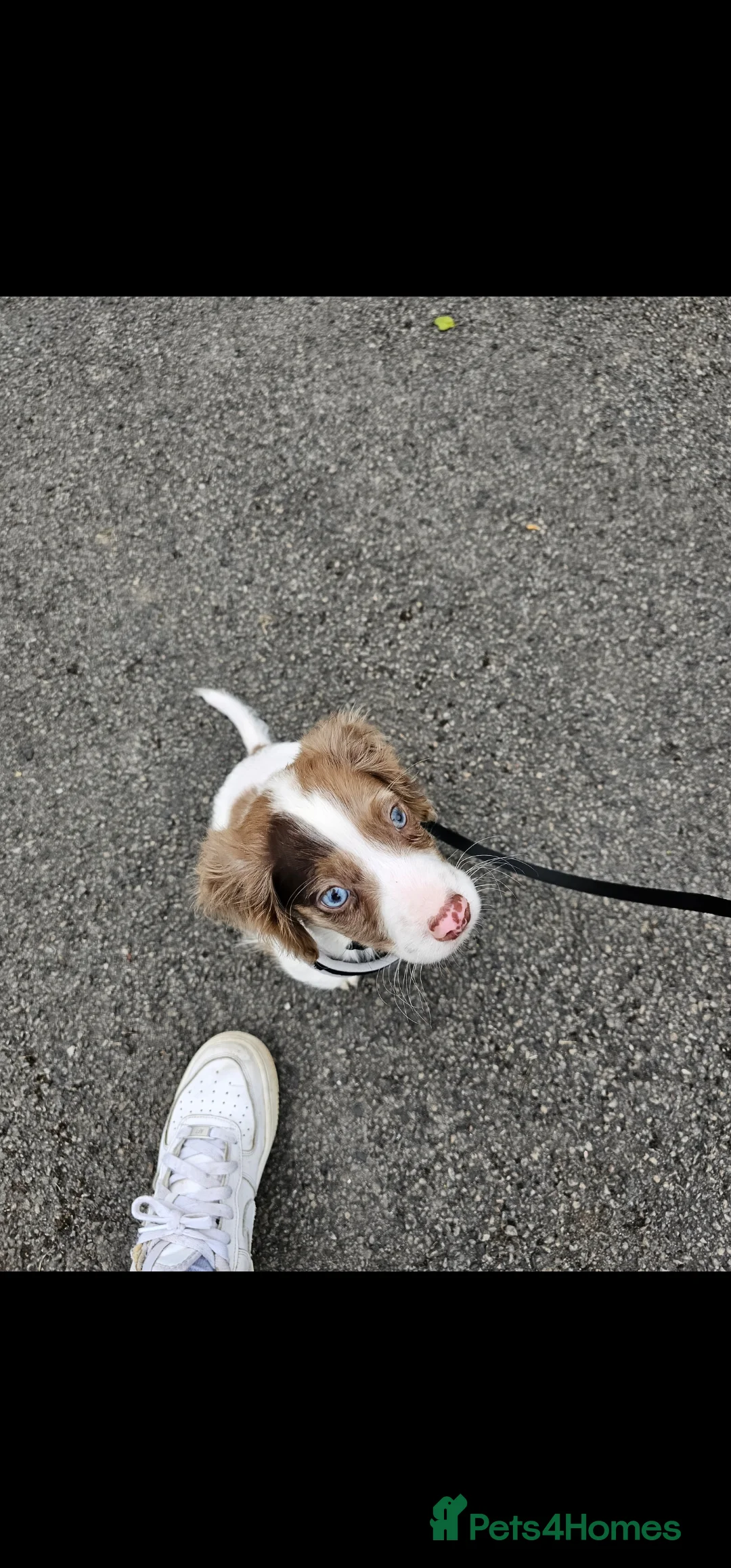 Cocker Spaniel dogs for stud: Cocker spaniel for stud  - Advert 3