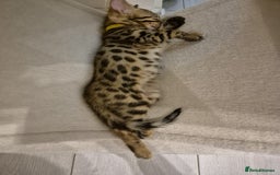 Bengal cats for sale:  🐾Four Beautiful Bengal Kittens🐾 - Image 5