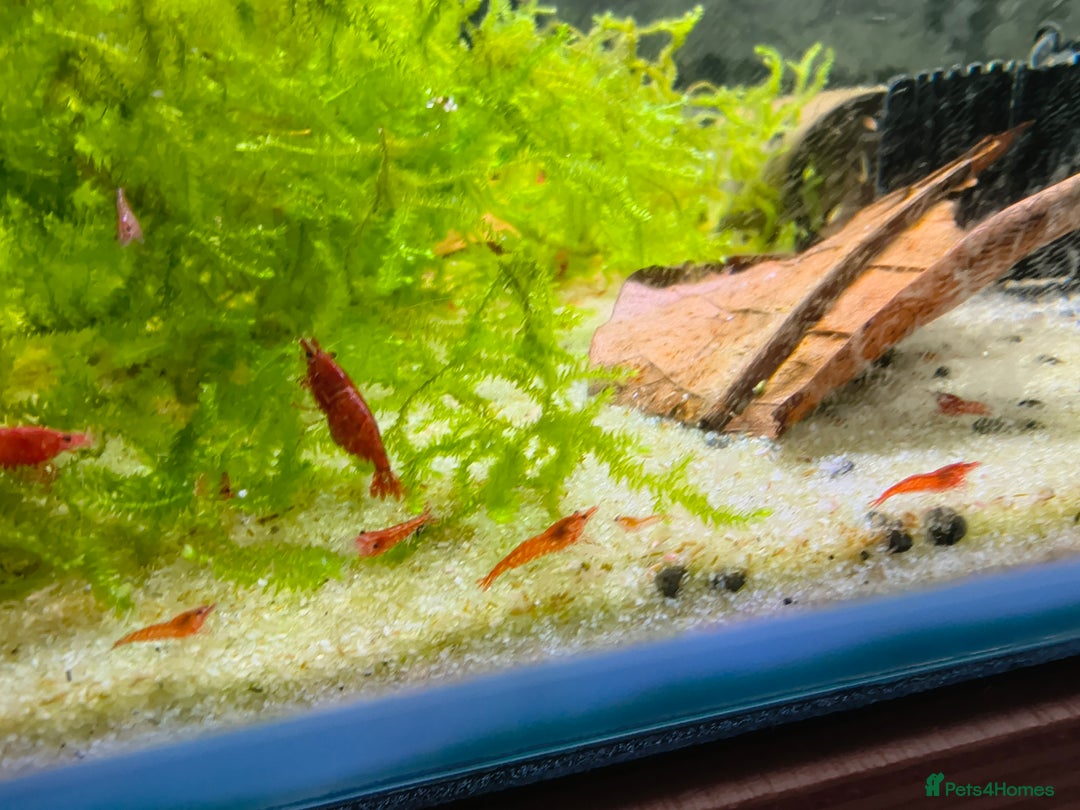 Shrimps fish for sale: Red Cherry Shrimp Good Quality Grade - Freshwater  - Advert 1