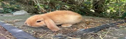 Lionhead rabbits for sale: 1 fluffy lionhead babies and 3 minilop babies  - Advert 4