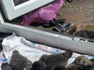 Ducks poultry - Advert 2