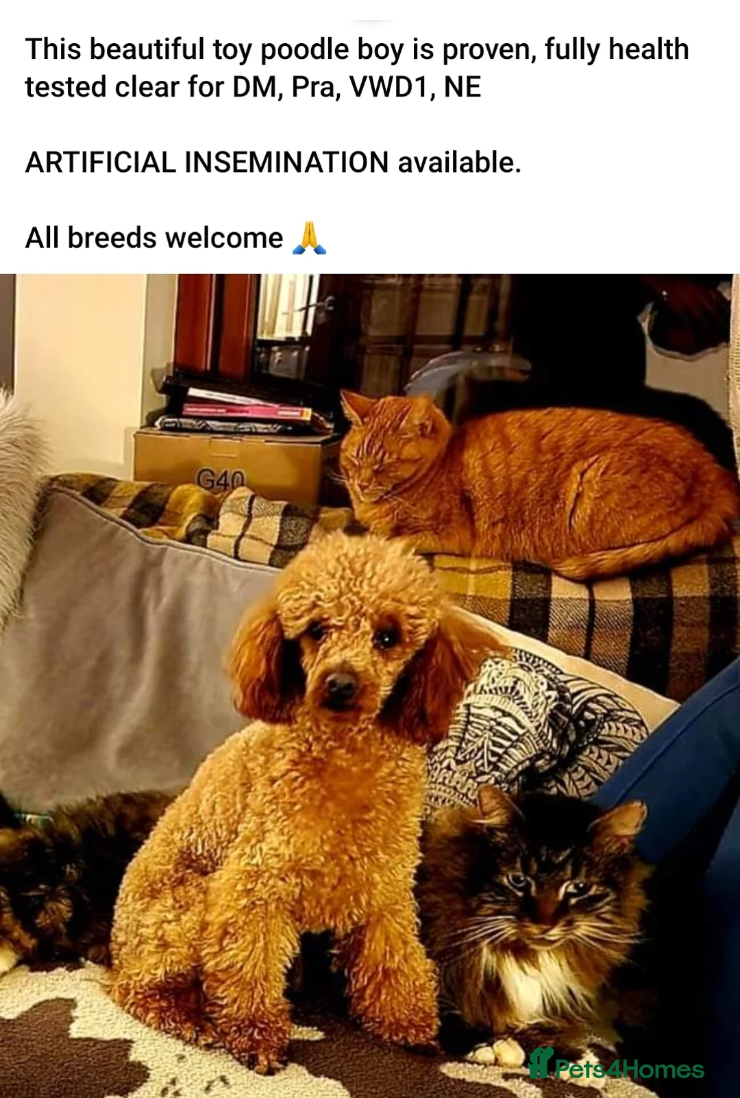 Cockapoo dogs for stud: Stunning Red Toy Poodle Stud 🐩 in Aberdeen - Advert 4