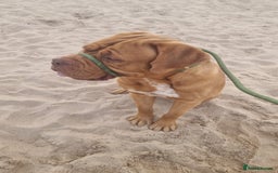 Dogue De Bordeaux dogs for stud: Dogue de bordeaux for stud - Image 6