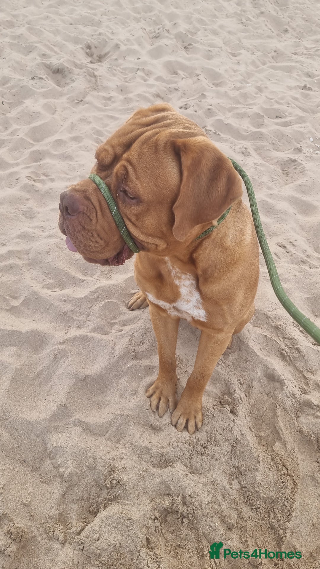 Dogue De Bordeaux dogs for stud: Dogue de bordeaux for stud - Image 6