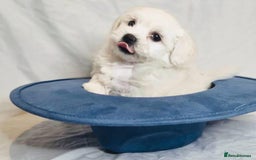 Maltese dogs for sale: ✨ Exquisite Maltese Puppies Available✨ - Advert 3