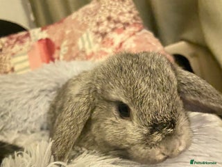 Mini Lop rabbits Baby Mini lop - Advert 1