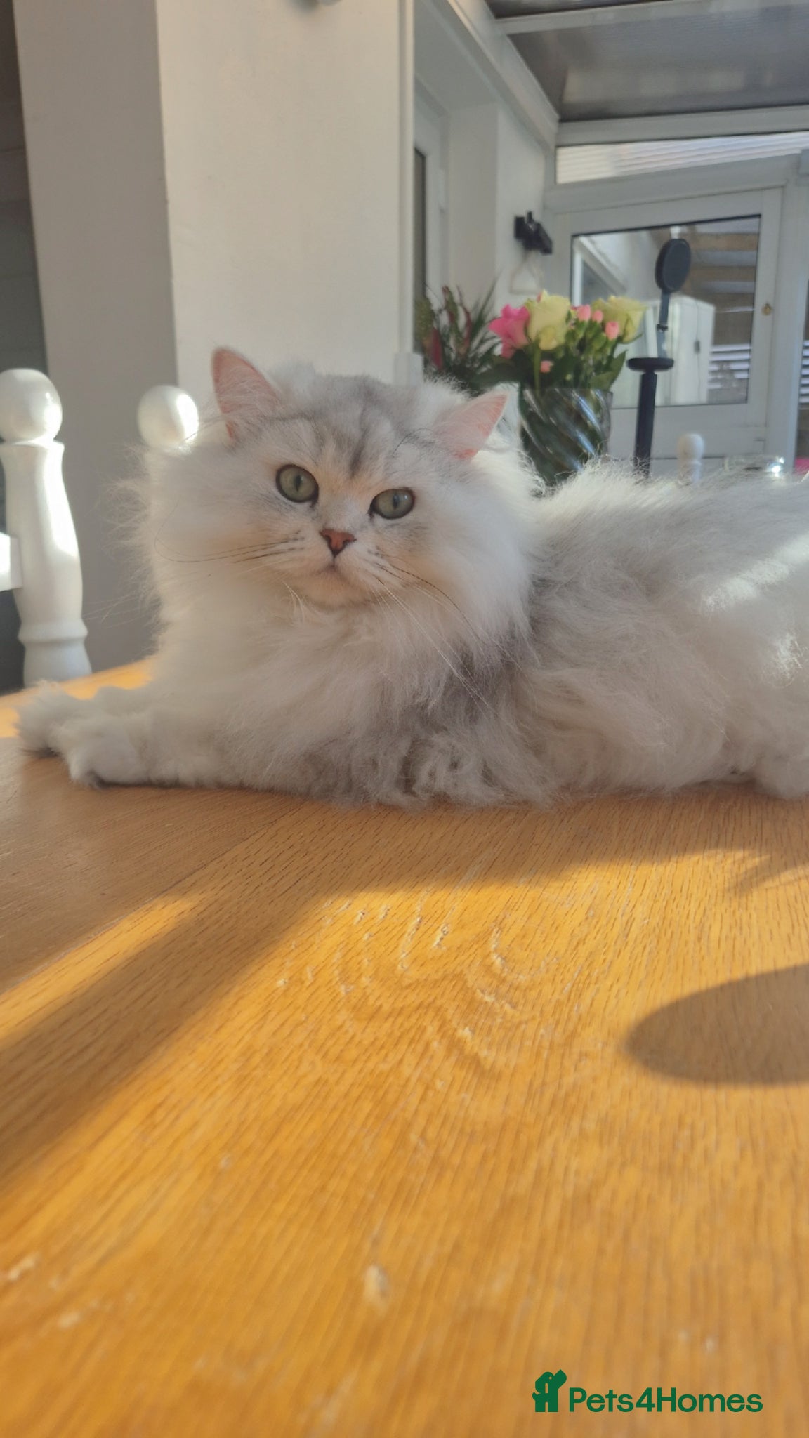 British Longhair cats for sale: Loving British Longhair Sweetheart  - Advert 2