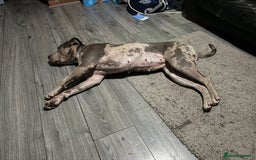 Mixed Breed dogs for sale: Female staffy - Image 4