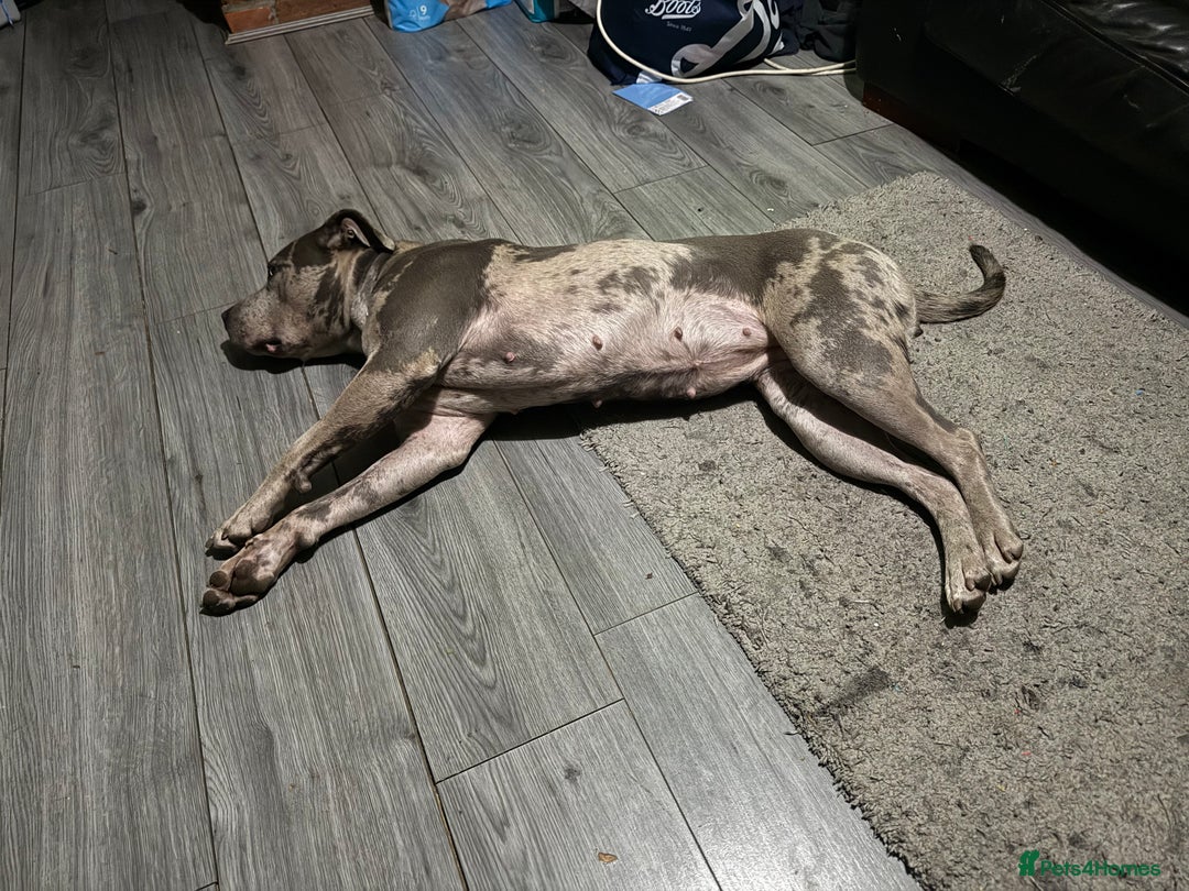 Mixed Breed dogs for sale: Female staffy - Image 4