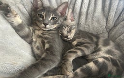 Bengal cats for sale: Striking Blue TICA Male Bengal Kittens 💙  - Image 30