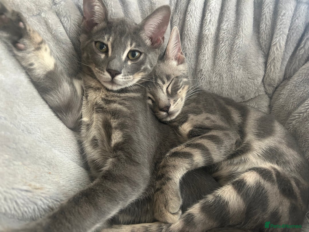 Bengal cats for sale: Striking Blue TICA Male Bengal Kittens 💙  - Image 30