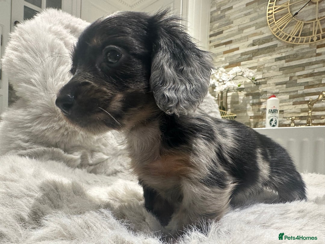 Miniature Dachshund dogs for sale: 🐾Mini long haired dachshunds🐾 - Advert 14