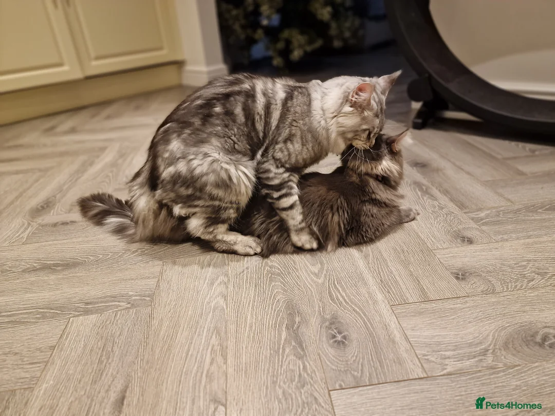 Maine Coon cats for stud: 2 XL Proven Studs 1 of them is a Tica Champion   in Royston - Advert 15