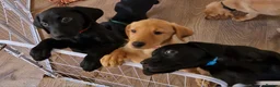 Labrador Retriever dogs for sale: Kc registered Labrador puppies  - Advert 7