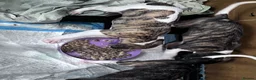 Whippet dogs for sale: whippet pups in Tredegar - Advert 10