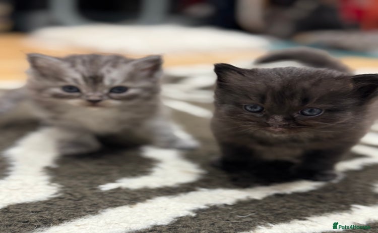 Perdoll cats - Advert 1