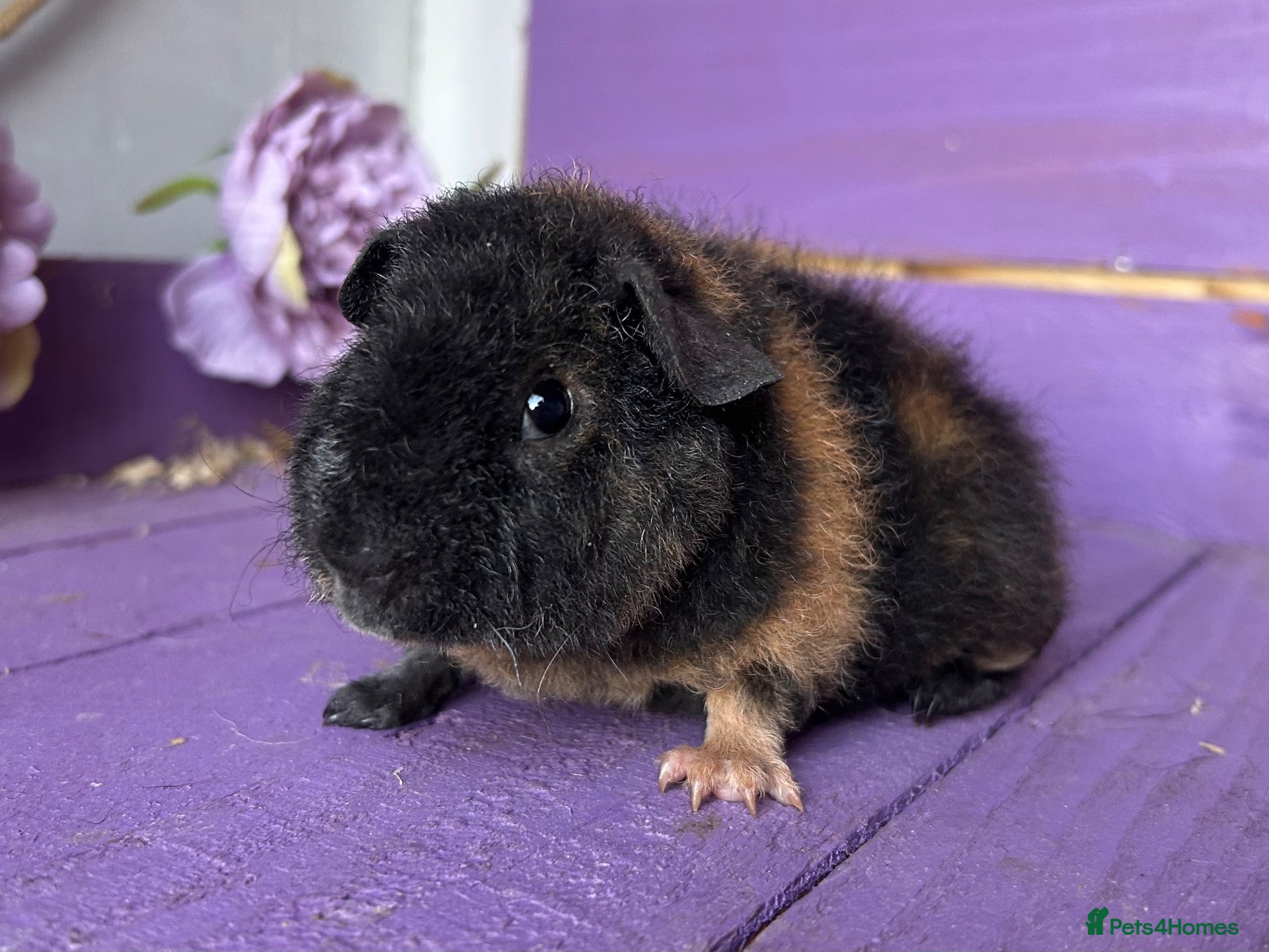 Guinea Pig rodents Baby Teddy Boy  - Advert 1