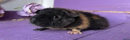 Guinea Pig rodents for sale: Baby Teddy Boy  - Advert 1