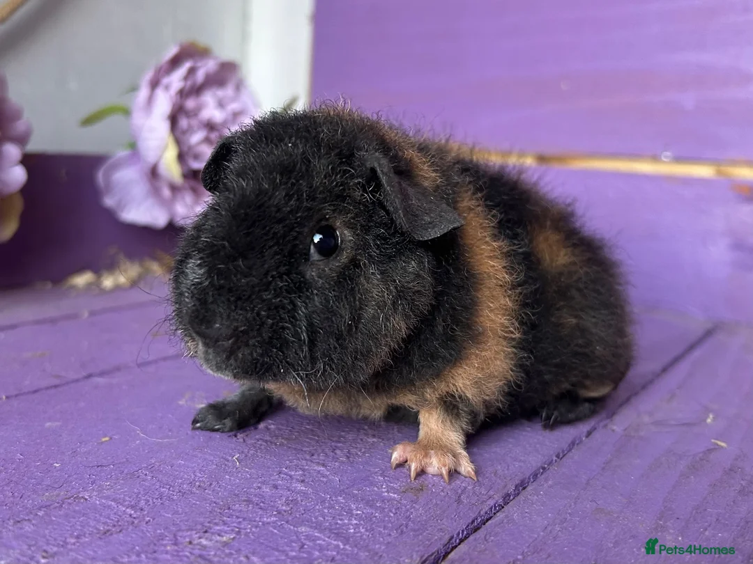 Guinea Pig rodents for sale: Baby Teddy Boy  - Advert 1