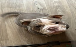 Olde English Bulldogge dogs for sale: Playful OEB Pups Fluffy boy ready - Image 6