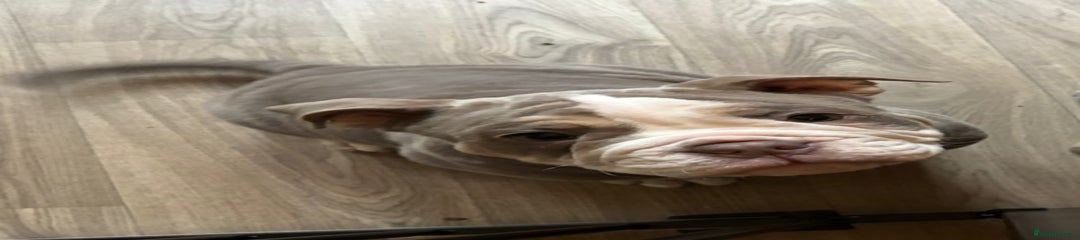 Olde English Bulldogge Puppy 3