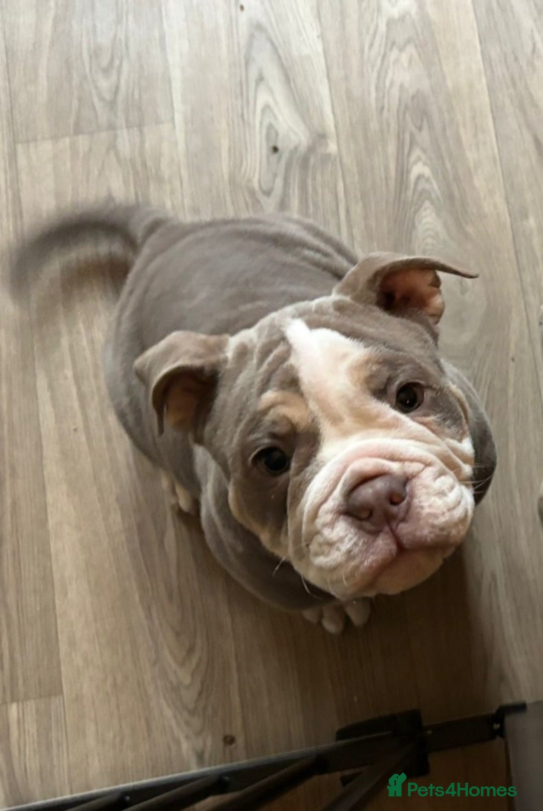 Olde English Bulldogge dogs for sale: Playful OEB Pups Fluffy boy ready - Image 6