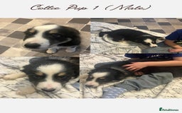Border Collie dogs for sale: 5 Border Collie Pups  - Image 1