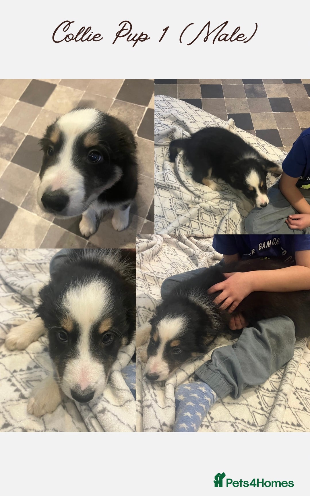 Border Collie dogs for sale: 5 Border Collie Pups  - Image 1