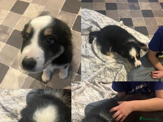Border Collie dogs for sale - Advert 1