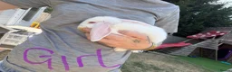 Mixed Breed rabbits for sale: Baby rabbits  - Advert 3