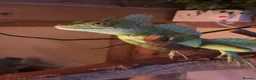 Lizard reptiles for sale: Green Basilisk - Advert 3