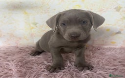 Labrador Retriever dogs for sale: 🩶  Stunning Silver Labradors 🩶 in Market Rasen - Image 9