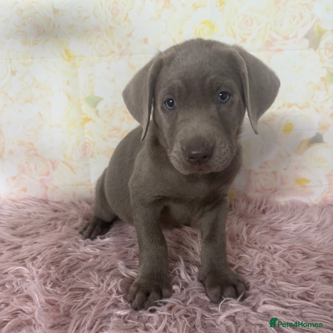 Labrador Retriever dogs for sale: 🩶  Stunning Silver Labradors 🩶 in Market Rasen - Image 9
