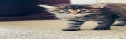 Mixed Breed cats for sale: Bengal x Kittens almost ready to go in Bracknell - Advert 4