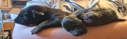 Lurcher dogs for sale: Bull lurcher puppys  - Advert 10