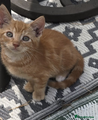Mixed Breed cats Gorgeous Kittens Ready NOW! - Advert 18