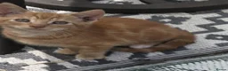 Mixed Breed cats for sale: Gorgeous Kittens Ready NOW! - Advert 7