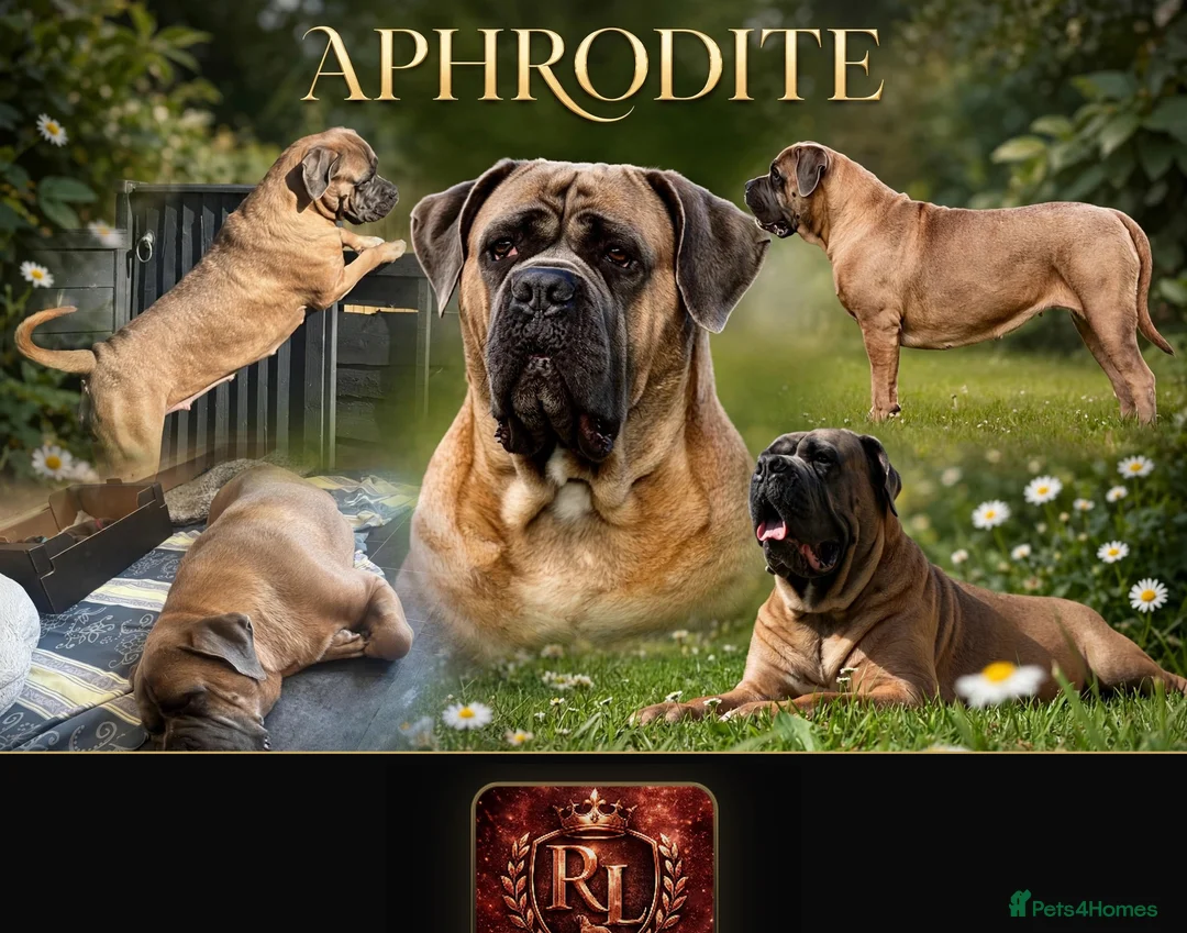 Cane Corso dogs for sale: Stunning Cane Corso puppies - only litter from mum - Advert 2