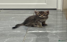 Turkish Angora cats for sale: Playful Kittens - Each ready for a loving home - Image 18