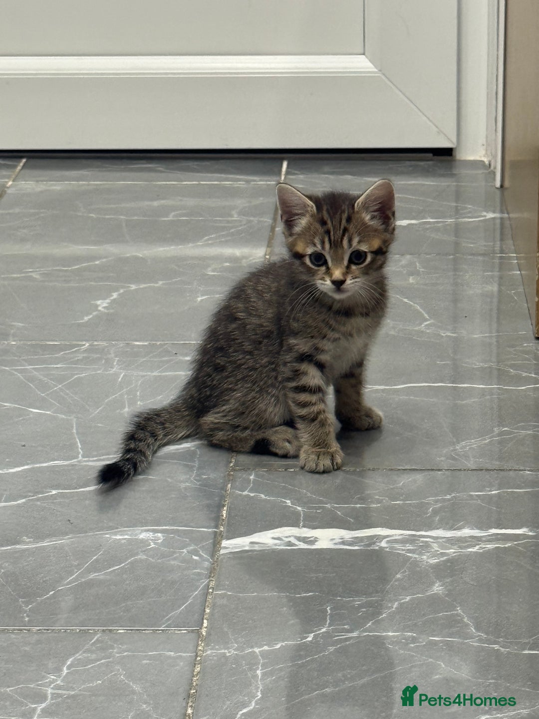 Turkish Angora cats for sale: Playful Kittens - Each ready for a loving home - Image 18