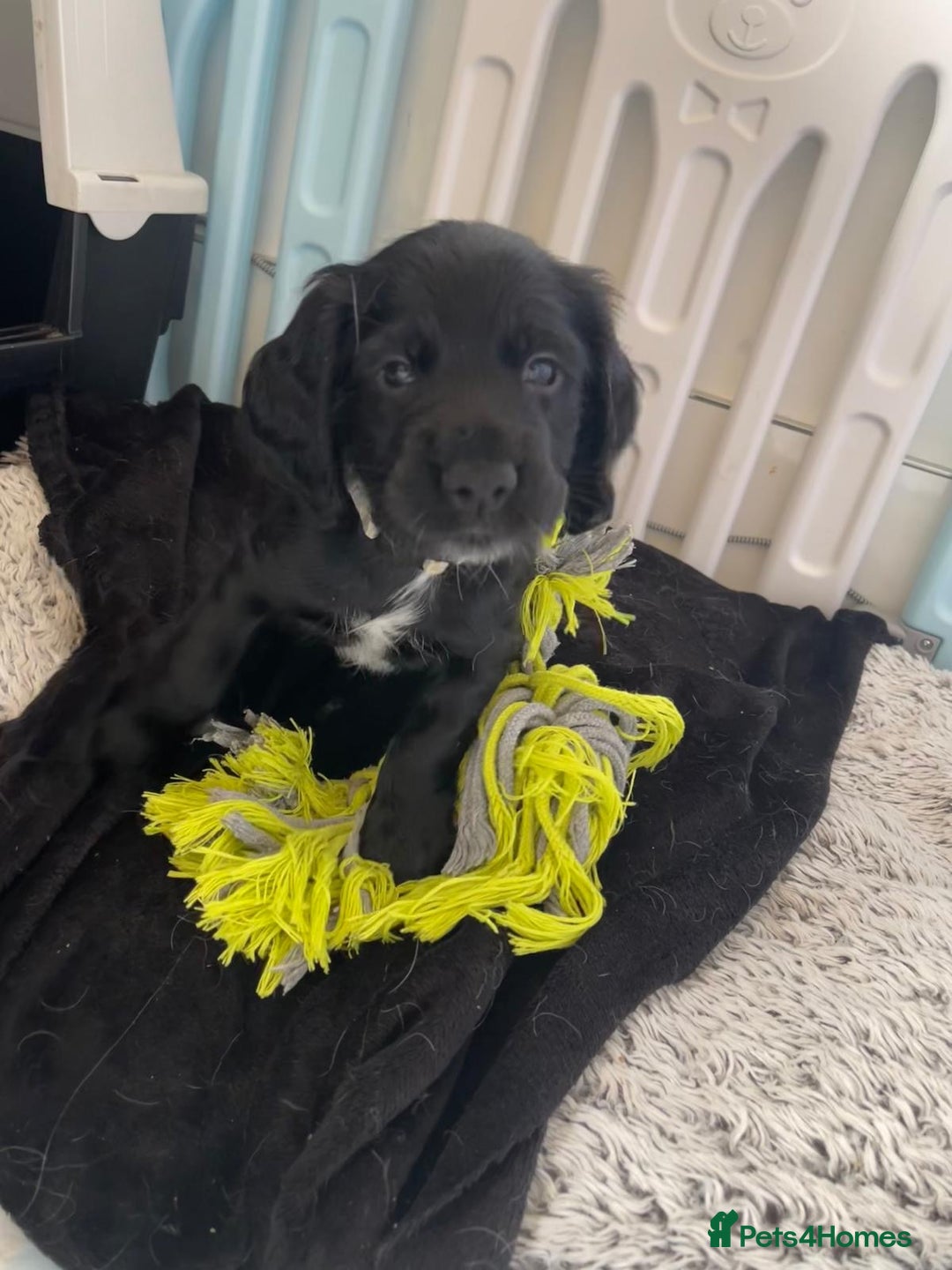 Cocker Spaniel dogs for sale: working cocker spaniel puppies for sale - Image 12